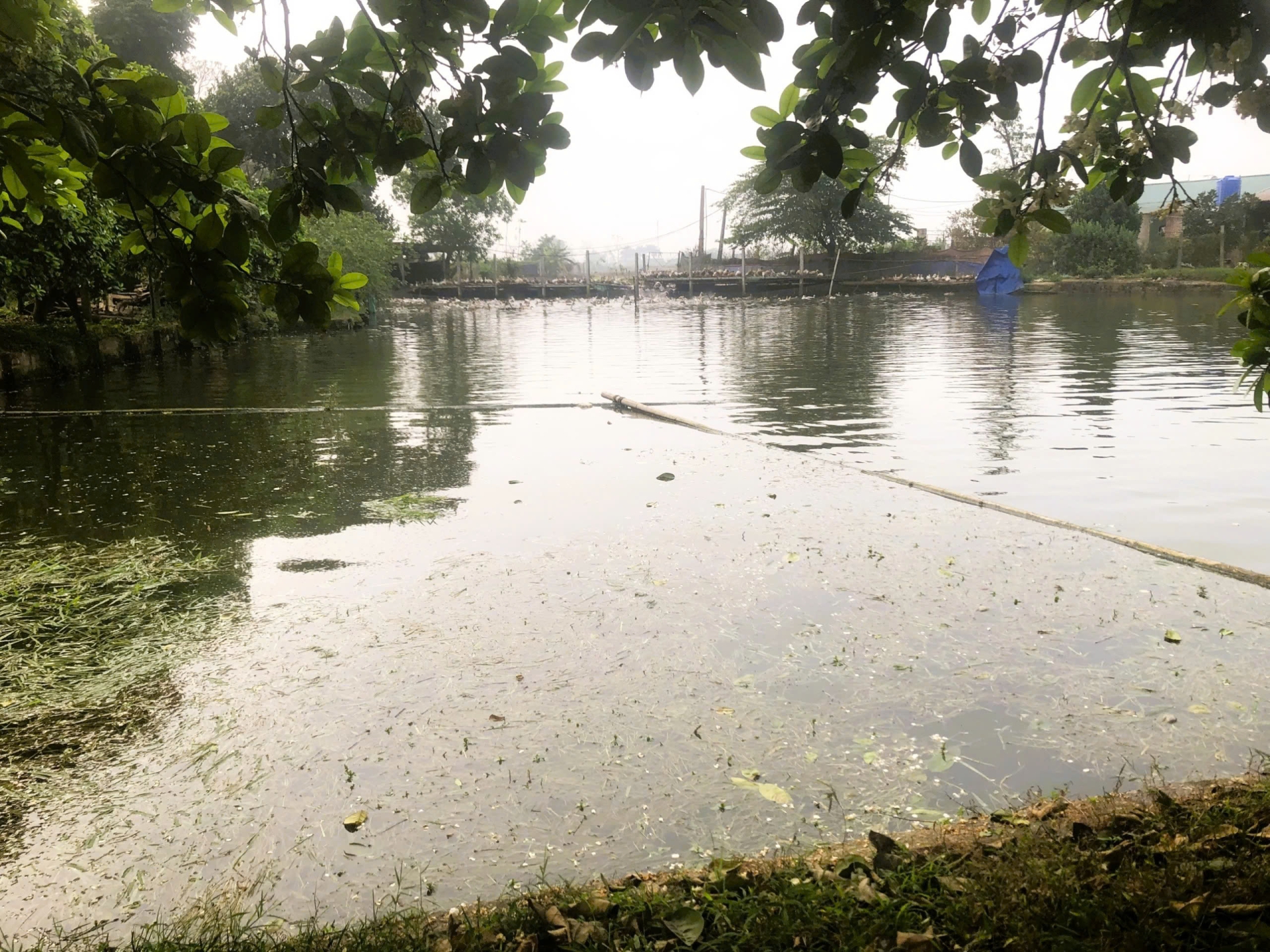 First assessment of metal contamination and ecological risks in aquaculture ponds in Hanoi city, Vietnam.